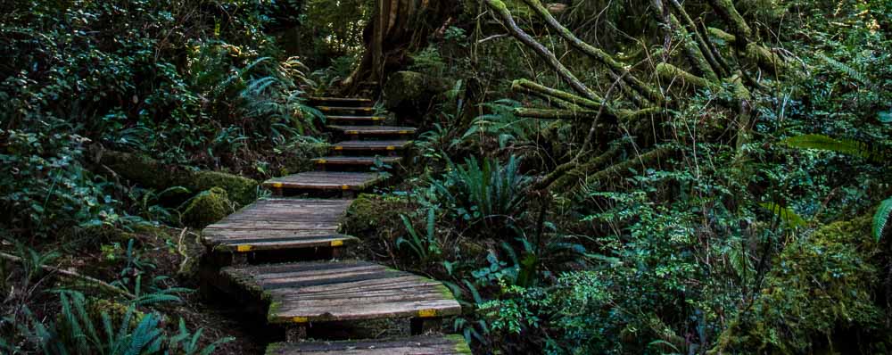 Wooden walkway in dense forest with ferns