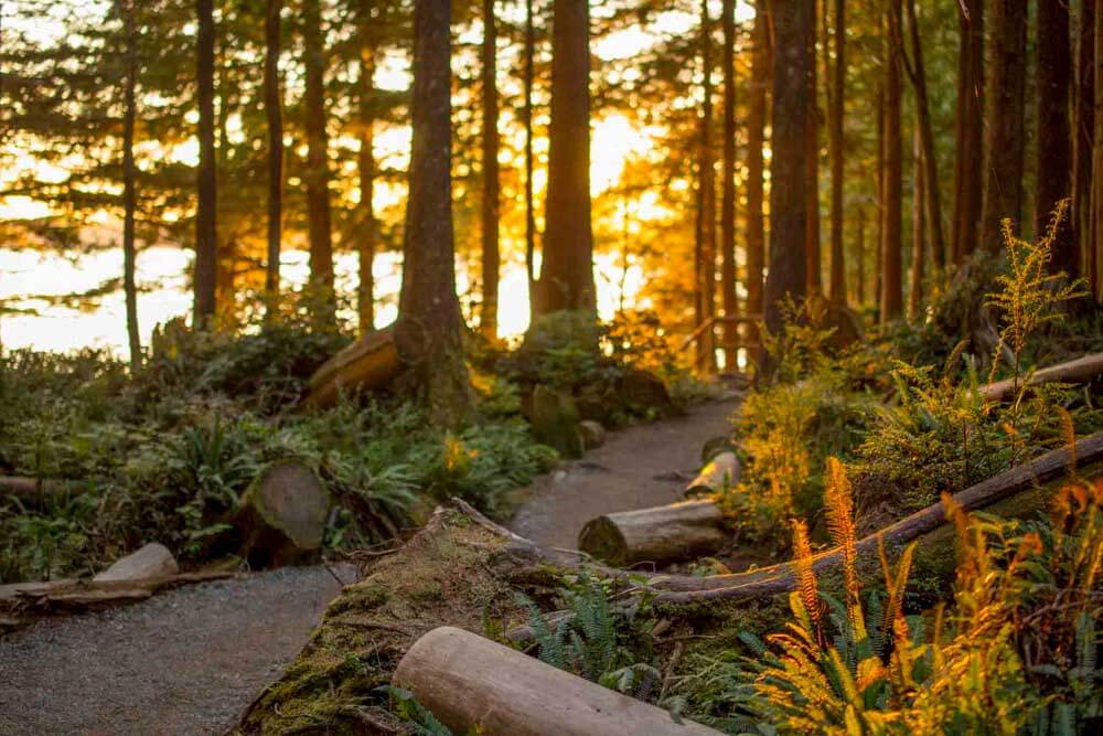 Glowing sunset through trees on forested path