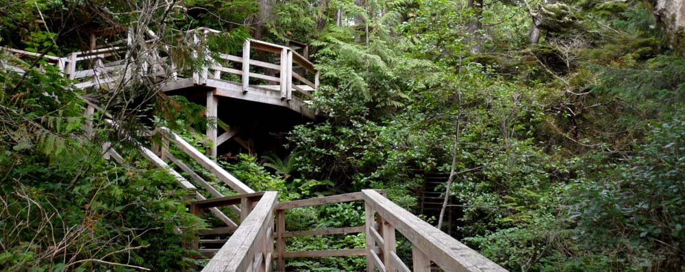 Wooden walkway in dense forest