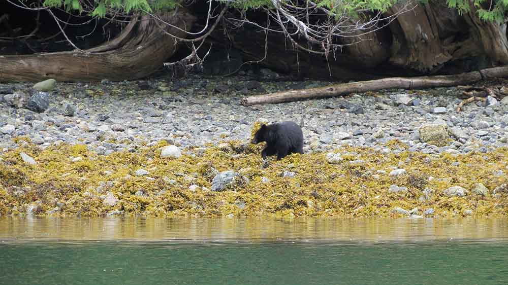Black bear near the ocean at low tide