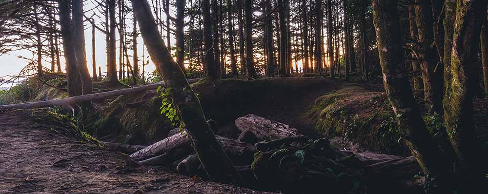 Dark coastal forest path