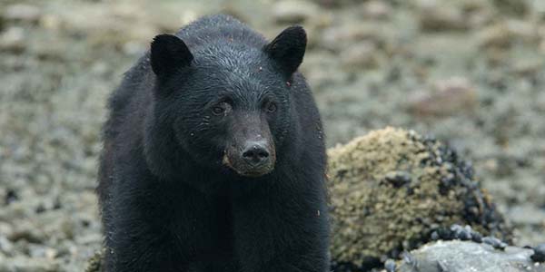 black bear on rocky sea shore