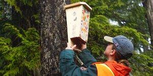 Parks staff installing a bat box on a tree