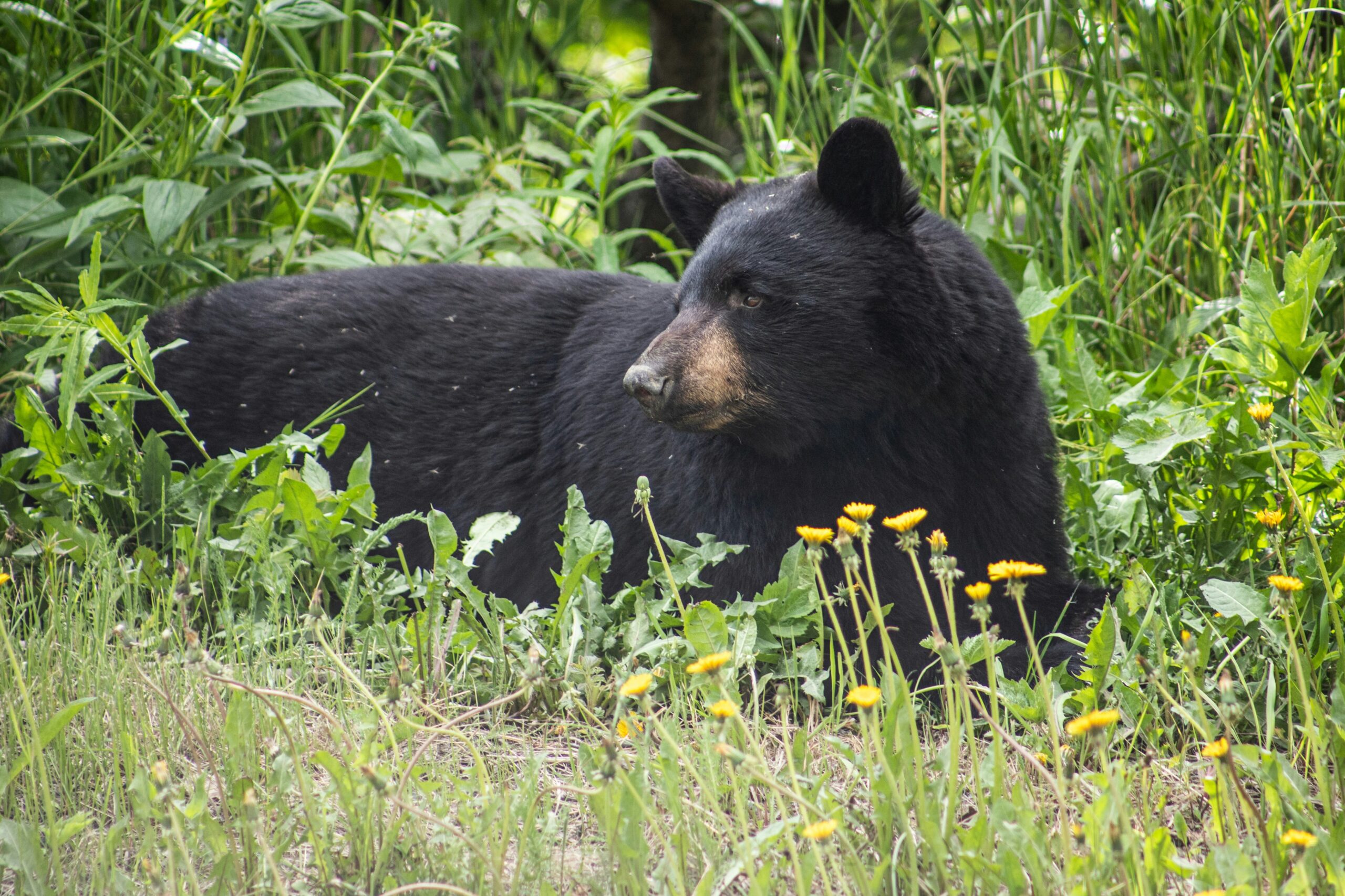 black bear laying in grass